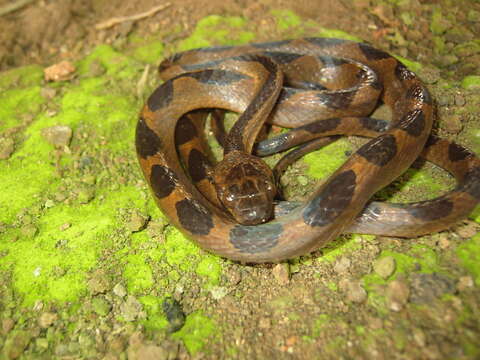 Image of Banded Cat-eyed Snake