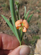 Image of <i>Tephrosia elongata</i> E. Mey. var. <i>lasiocaulos</i> Brummitt