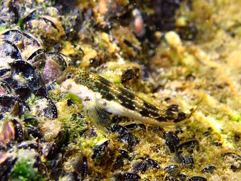 Image of Adriatic blenny