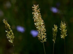 Image of Somerset hair grass