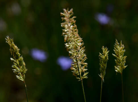 Image of Somerset hair grass