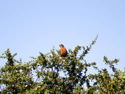 Image of Rufous-tailed Plantcutter