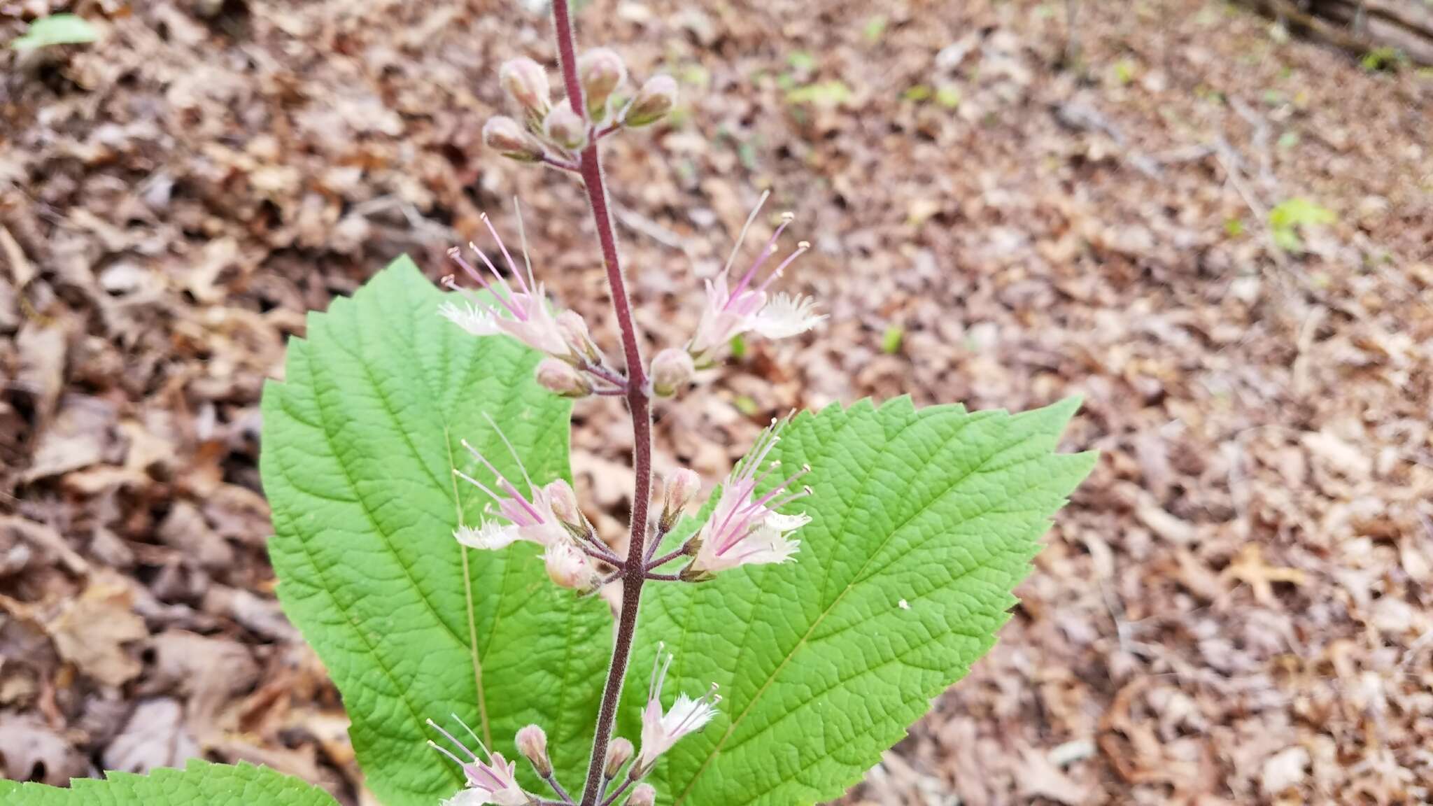 Image of stoneroot