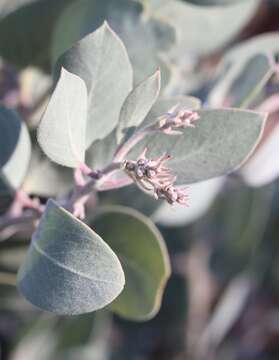 Image of Mallory's manzanita