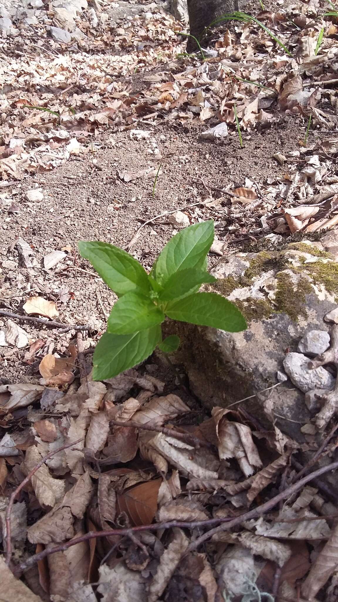 Sivun Mercurialis paxii Graebn. kuva