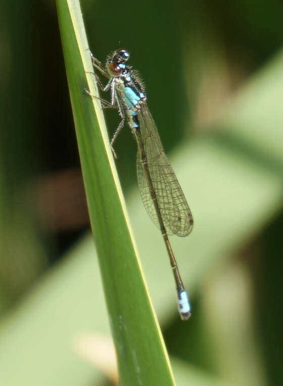 Image of Plains Forktail