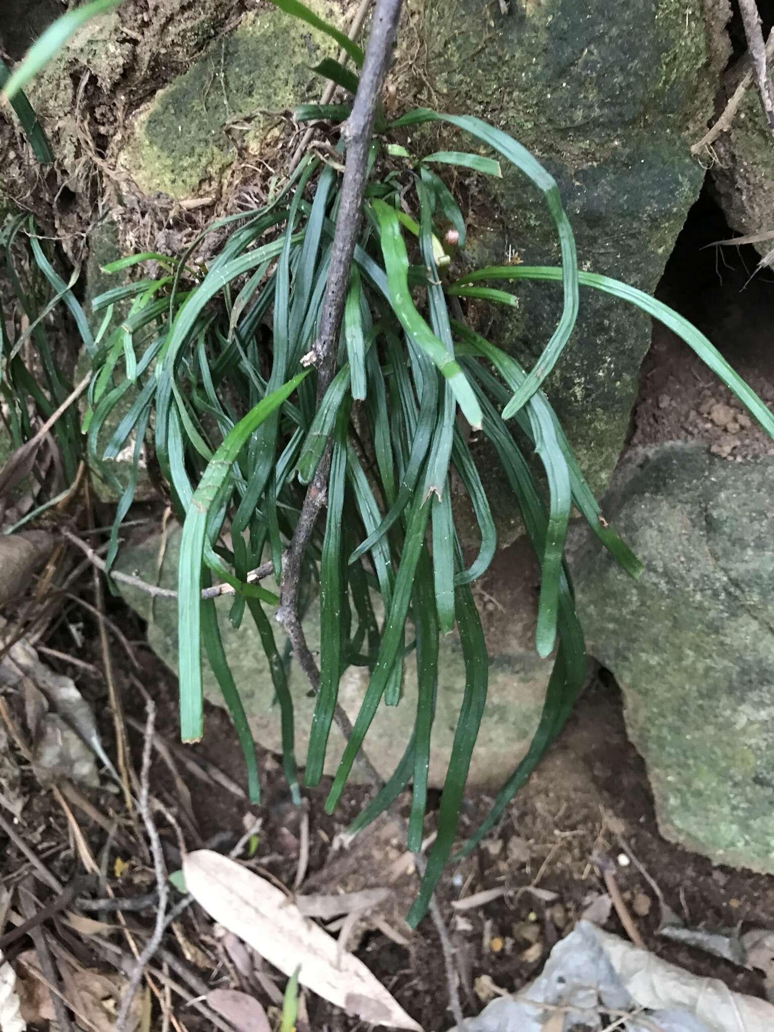 Image of Haplopteris anguste-elongata (Hayata) E. H. Crane