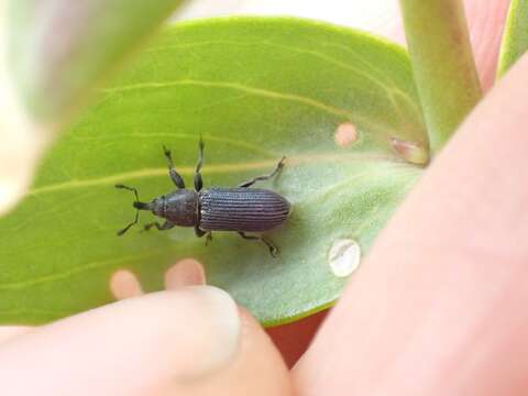 Mecinus janthiniformis Tosevski & Caldara ex Tosevski, Caldara, Jovic & Hernández-Vera resmi