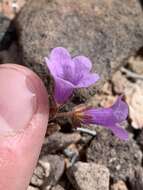 Phacelia pulchella var. gooddingii (Brand) J. T. Howell resmi