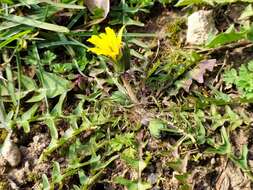 Image of Taraxacum lacistophyllum Dahlst.