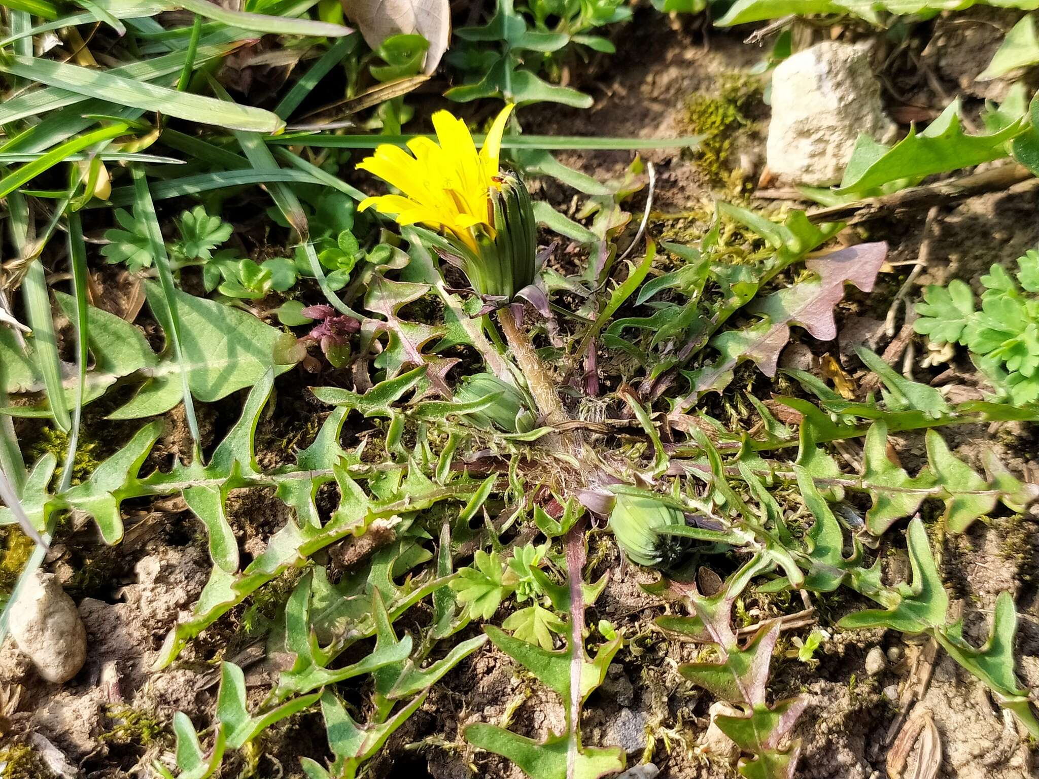 Слика од Taraxacum lacistophyllum Dahlst.