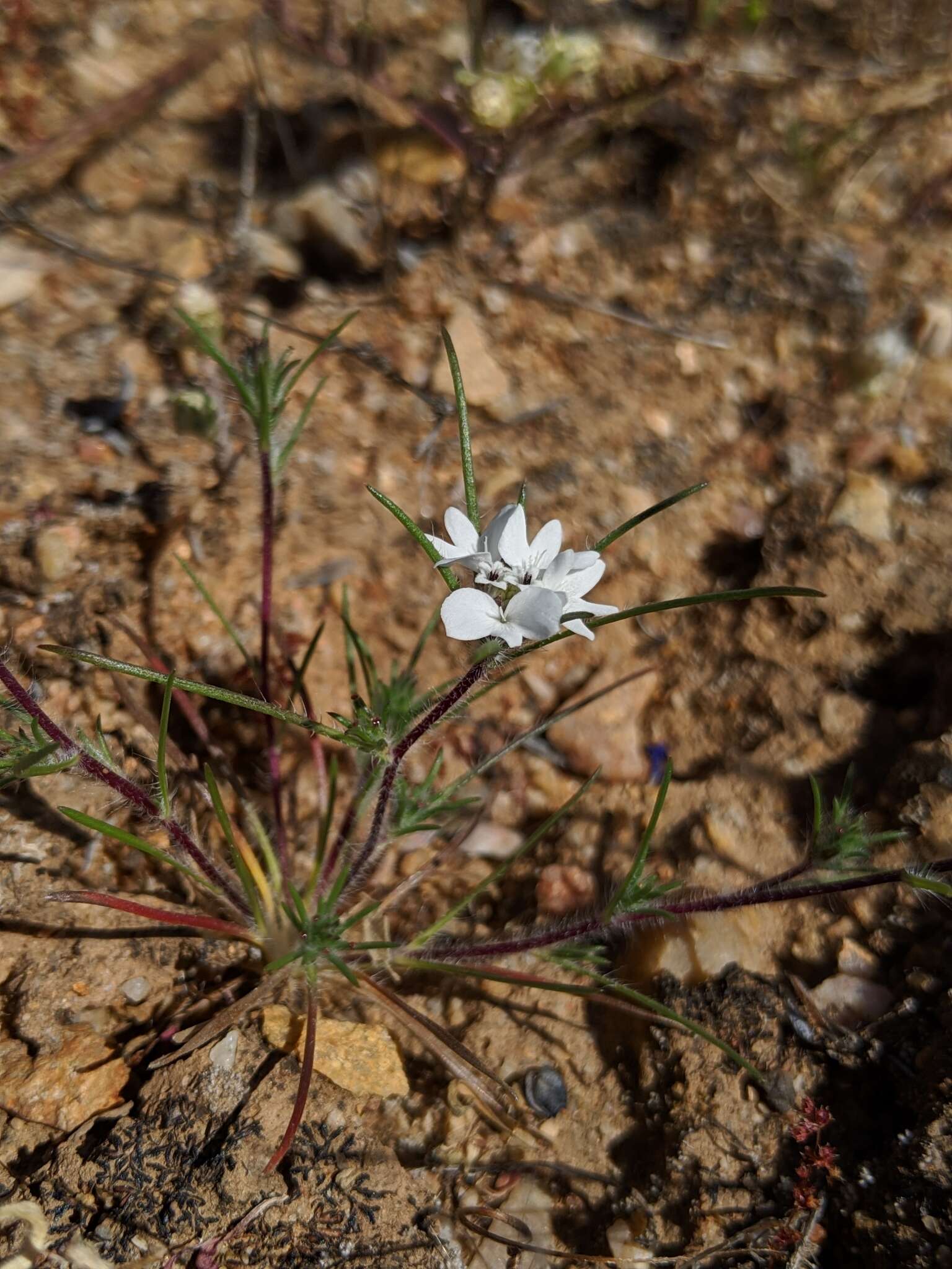 Image of dwarf western rosinweed