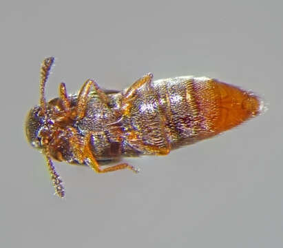 Image of Oligota parva Kraatz 1862