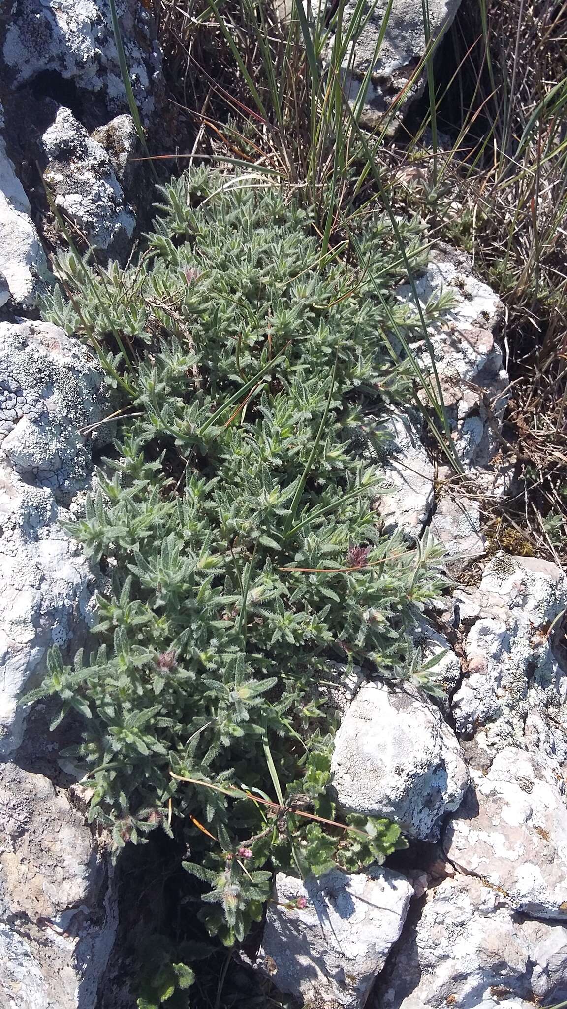 Image of Thymus roegneri K. Koch