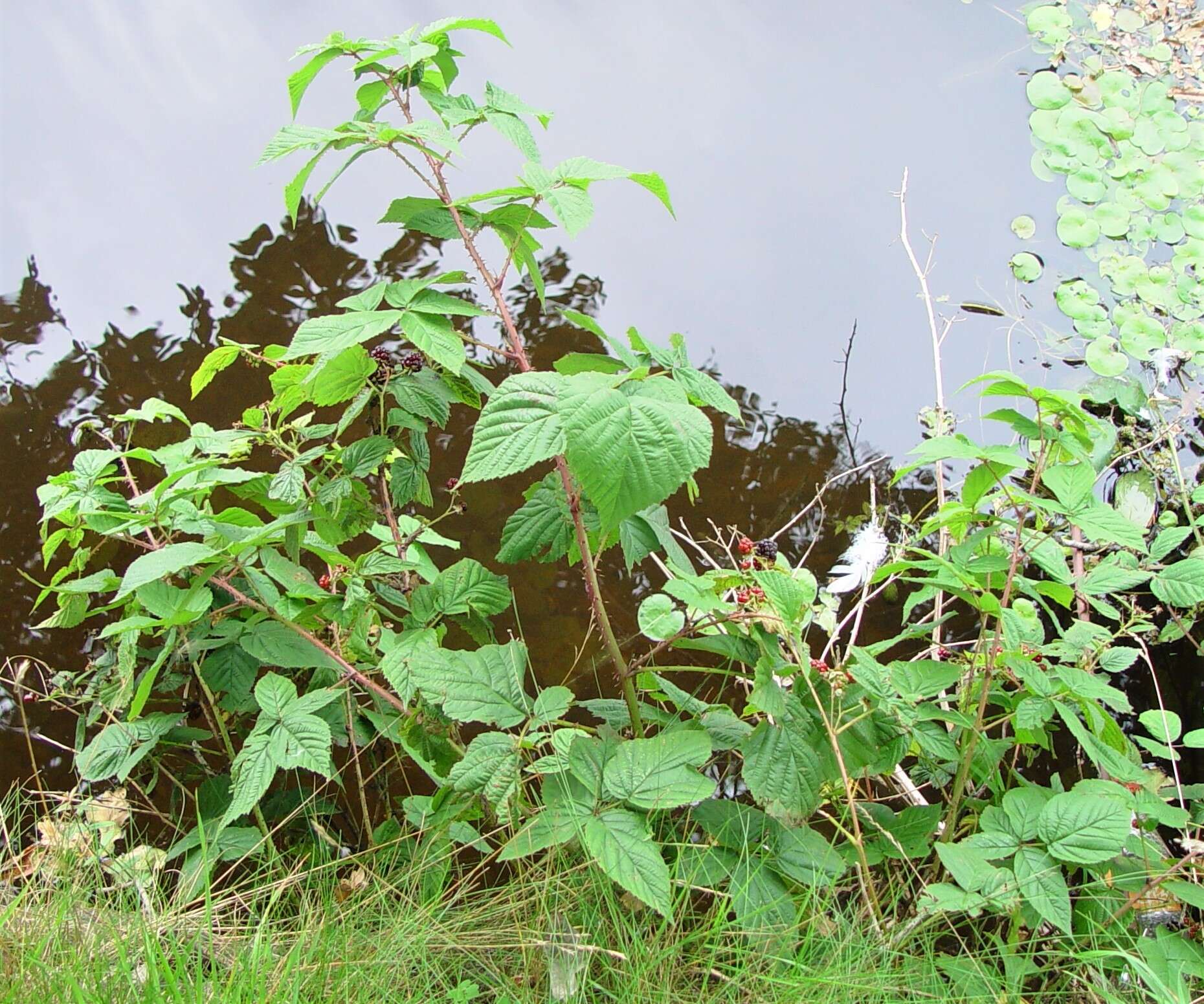 Image of Rubus scissus W. C. R. Watson