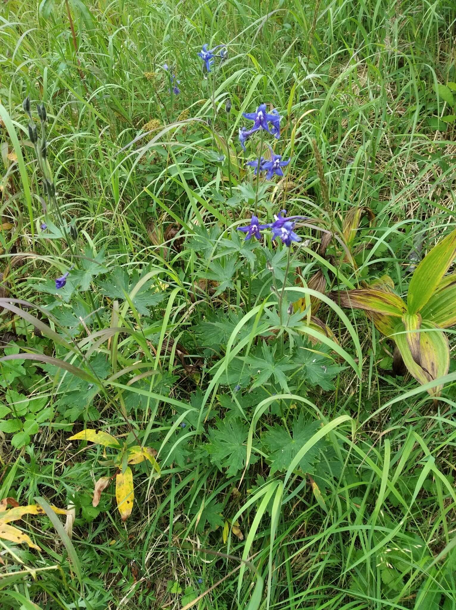 Delphinium brachycentrum Ledeb.的圖片