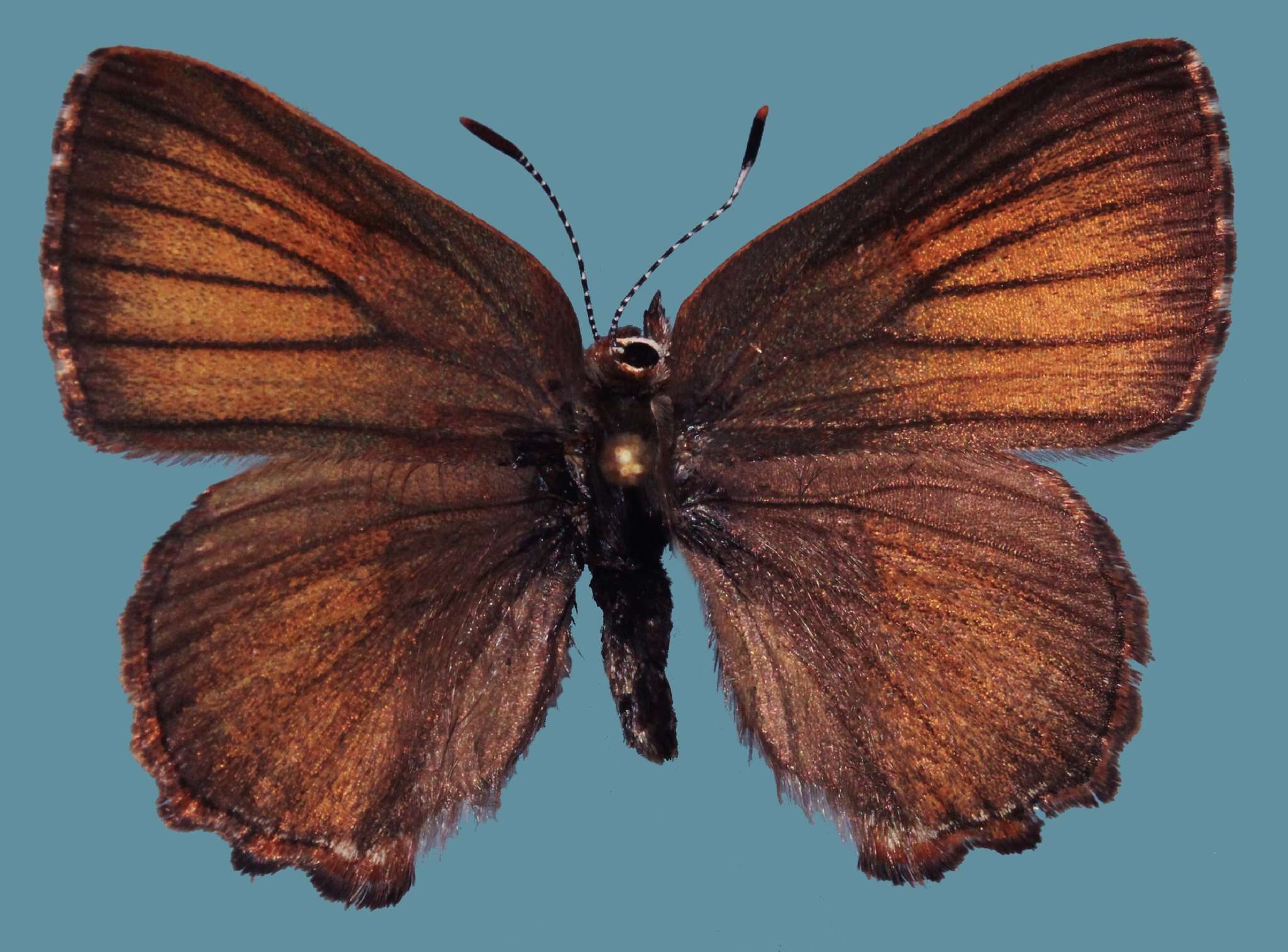 Image of Callophrys eryphon eryphon