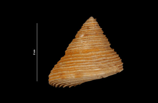 Image of channeled topsnail