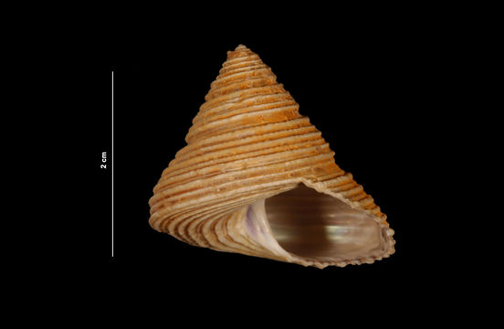 Image of channeled topsnail