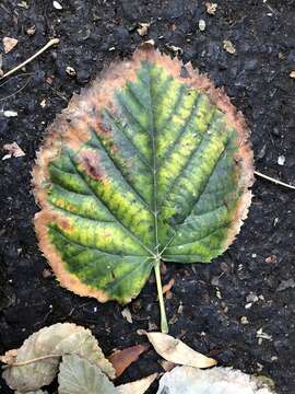 Image of Xylella fastidiosa