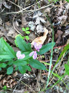 Image of California milkwort