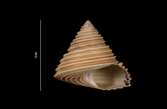 Image of channeled topsnail