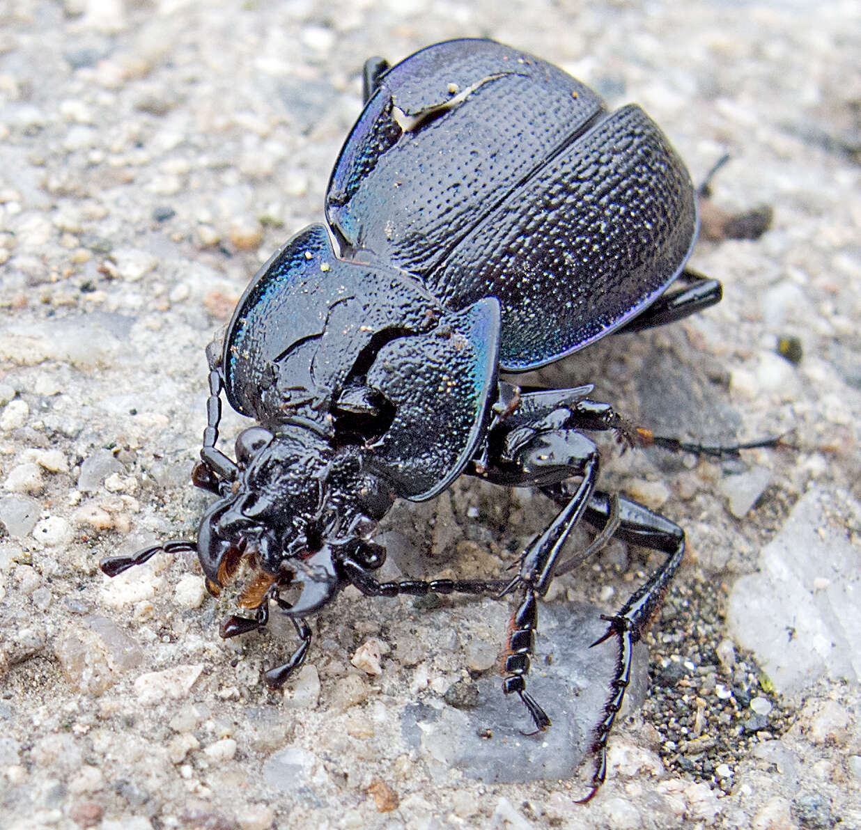 Image of Carabus (Archicarabus) wiedemanni wiedemanni Ménétriés 1836