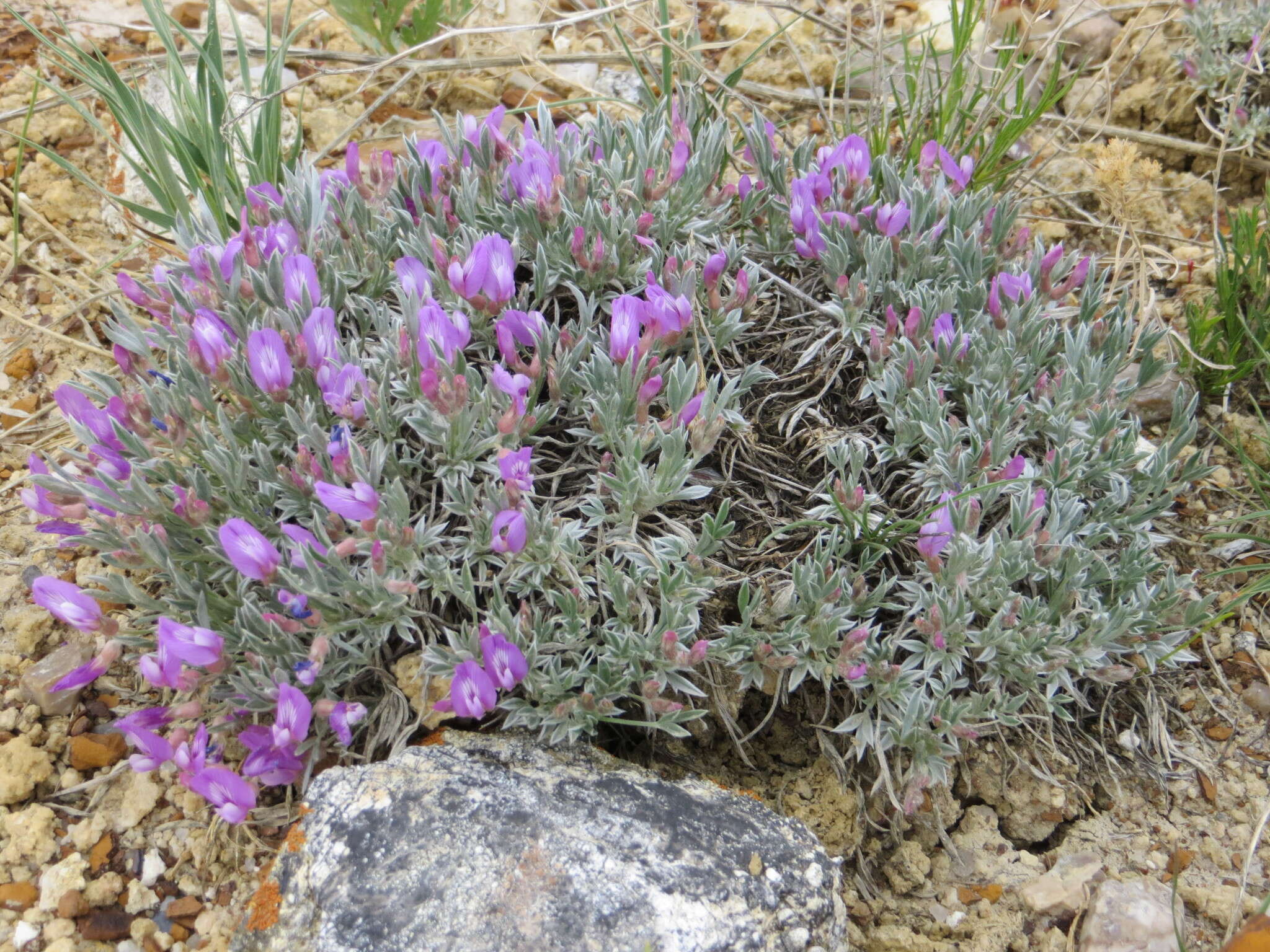 Image of Barr's milkvetch