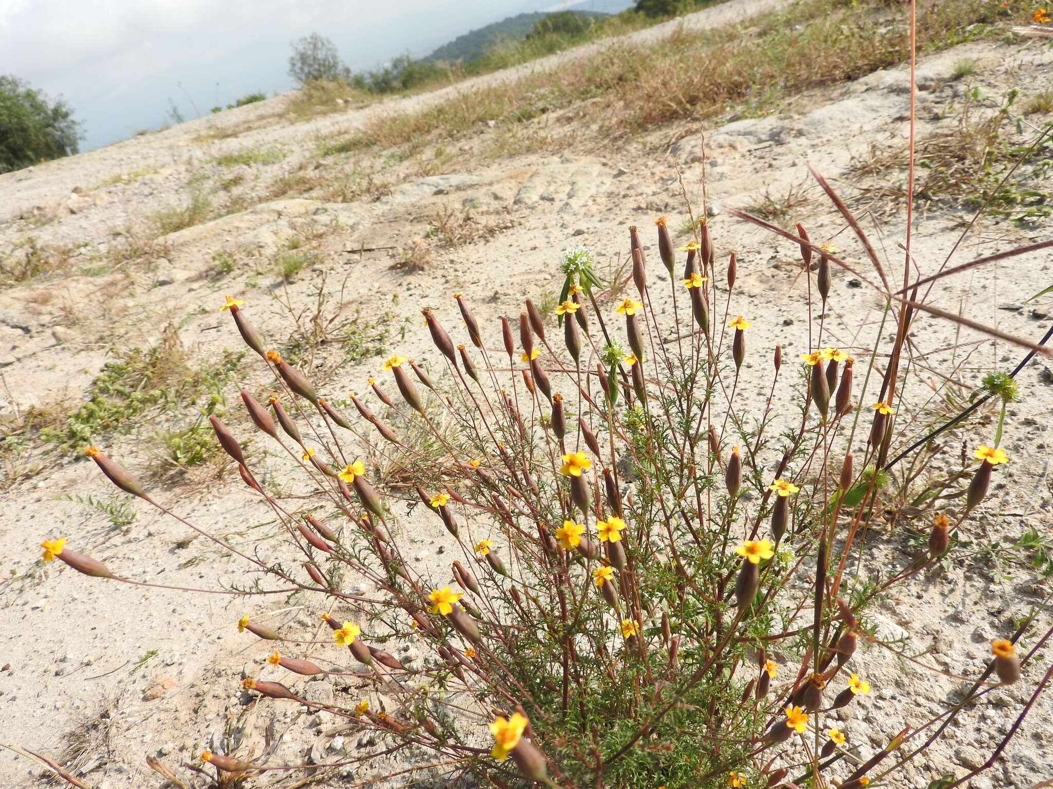 Image of Tagetes subulata Cerv.