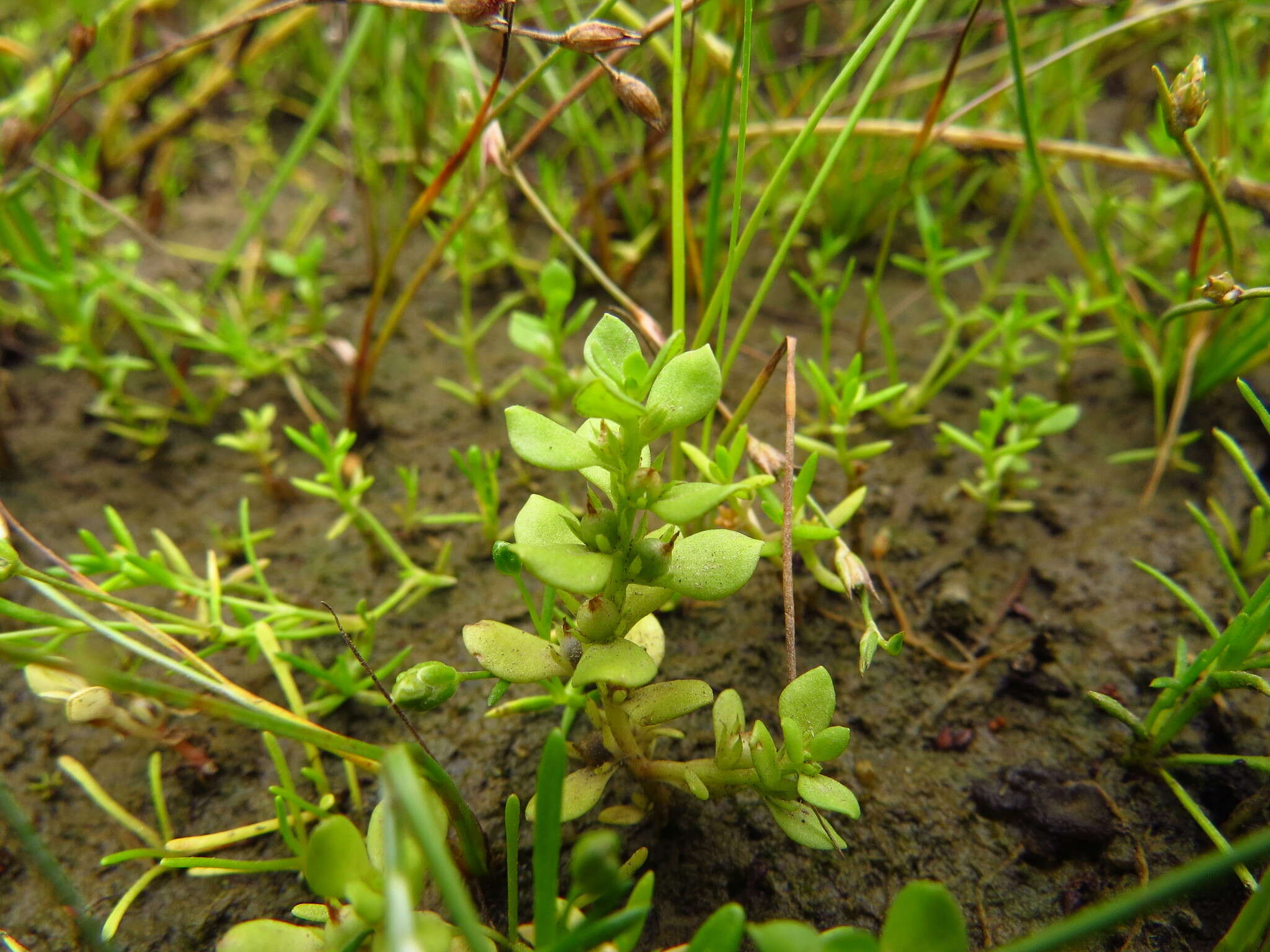 Image of Chaffweed