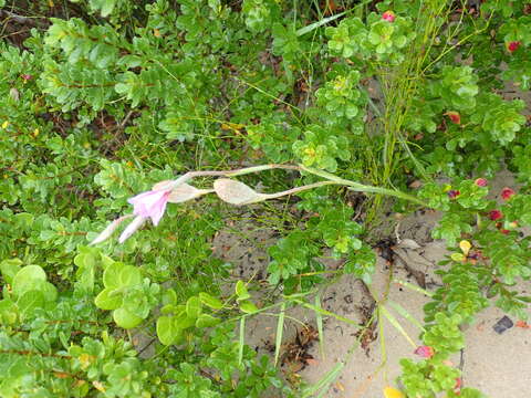 Image of Gladiolus gueinzii Kunze