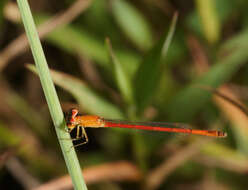 Imagem de Agriocnemis minima Selys 1877