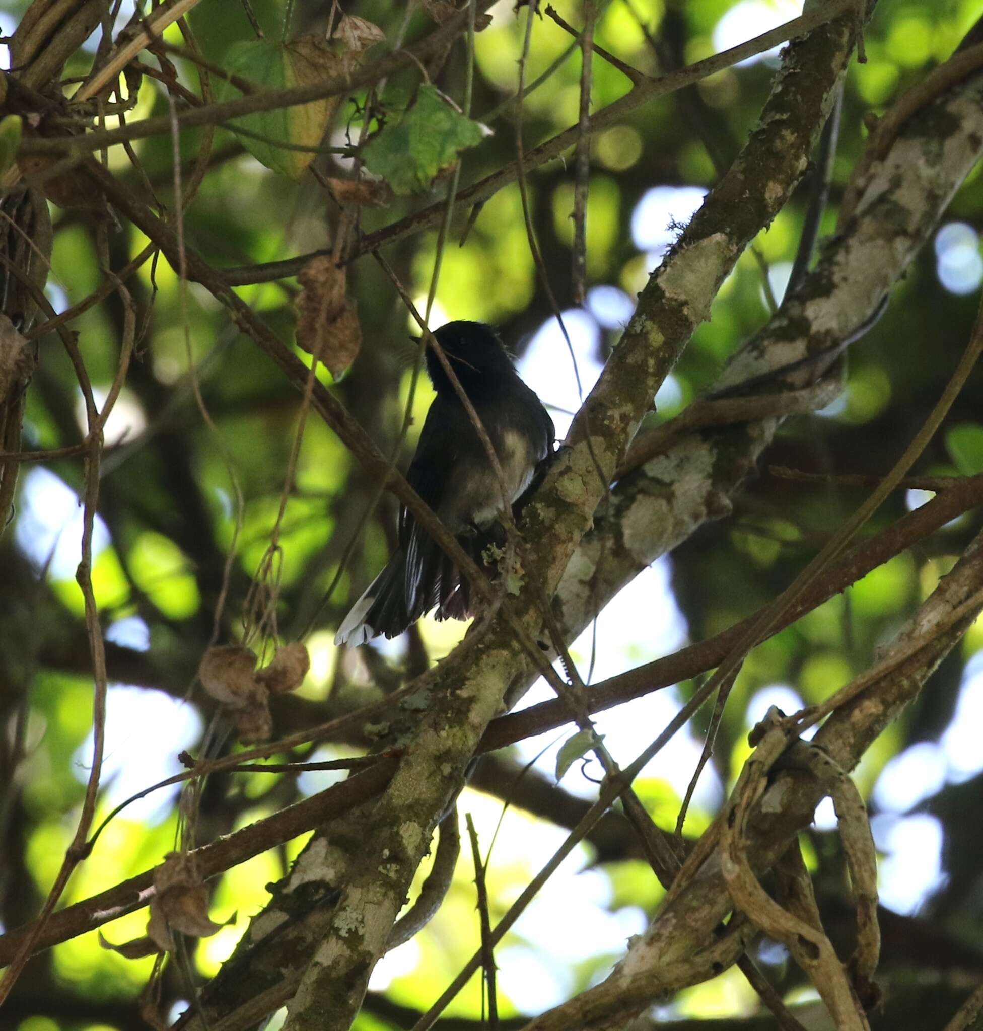 Image of White-tailed Crested Flycatcher