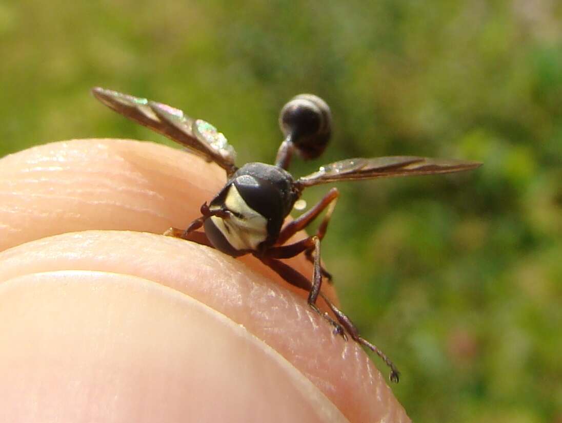 Image of Physocephala furcillata (Williston 1882)