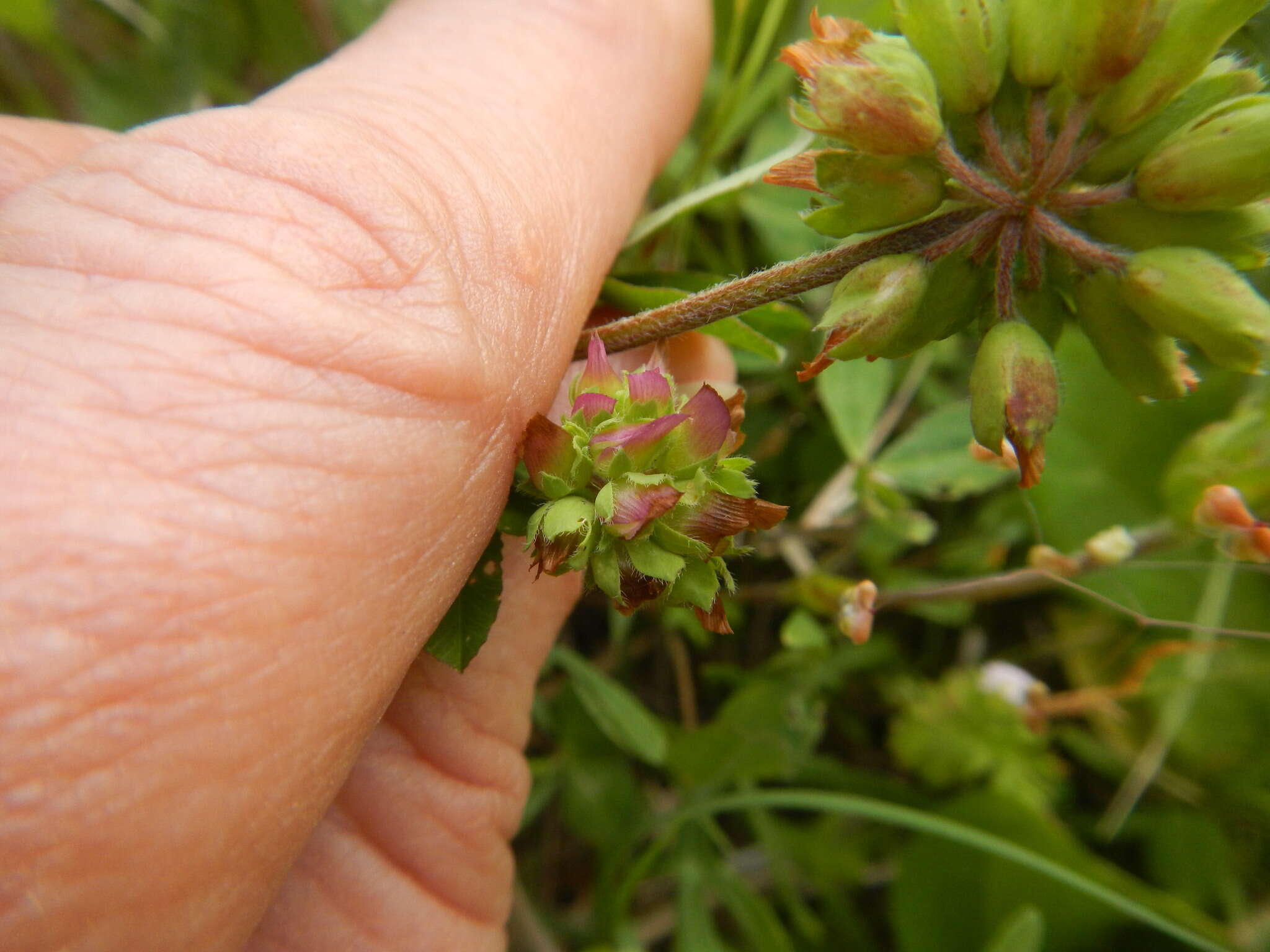 Imagem de Trifolium bejariense Moric.