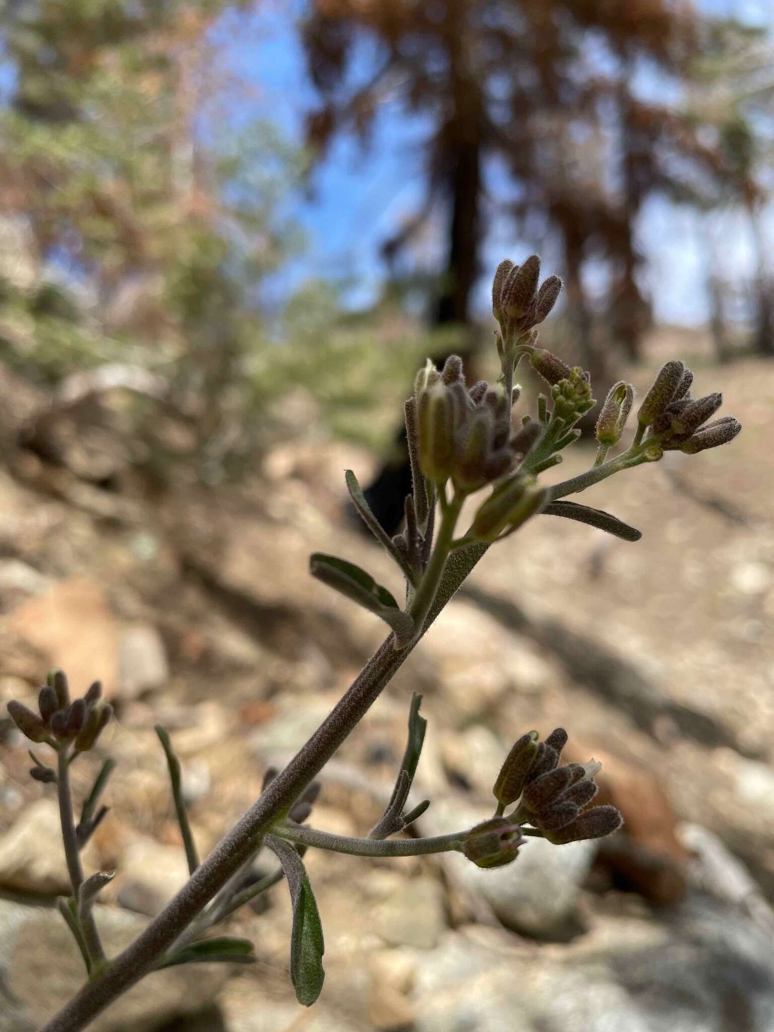 Image of Yosemitea repanda