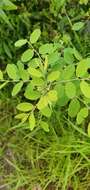 Image of Potato bush