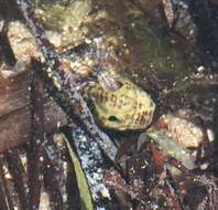 Image of blue-legged hermit crab