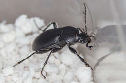 Image of Winstanley Ground Beetle