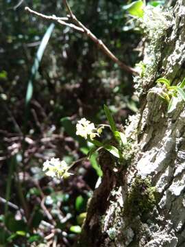 Imagem de Polystachya humbertii H. Perrier