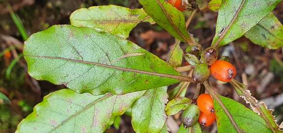 Imagem de Coprosma dodonaeifolia W. R. B. Oliv.