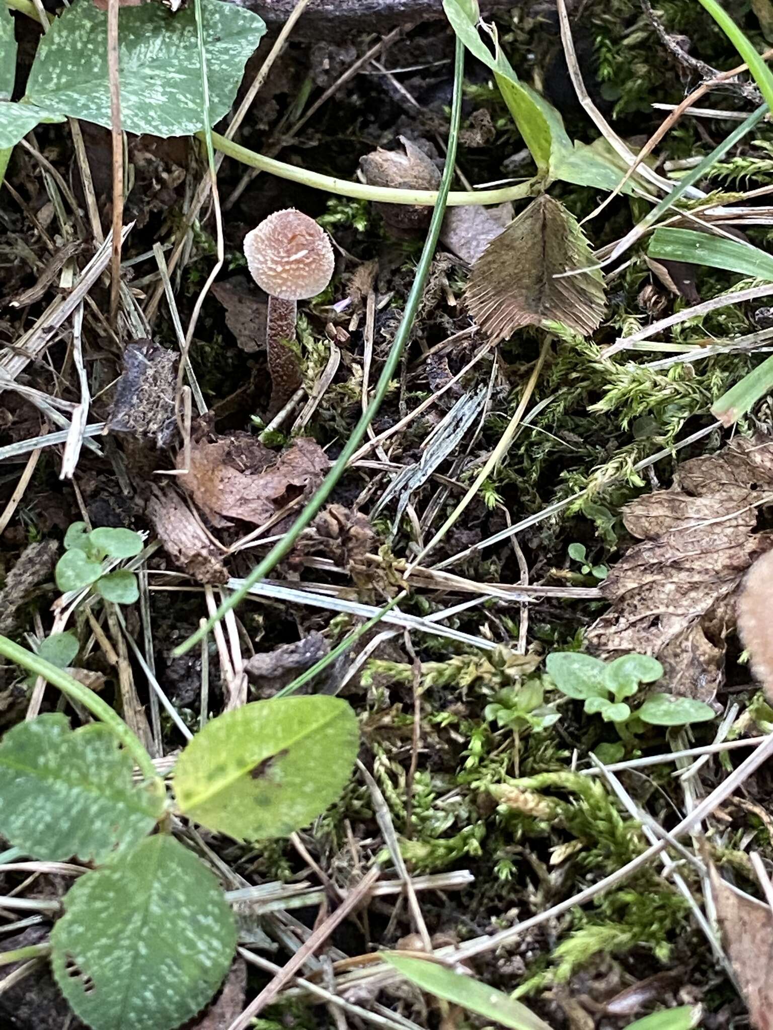 Image of Inocybe calospora Quél. 1881