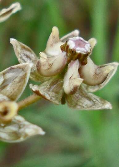 Image of Hooded meadow-star