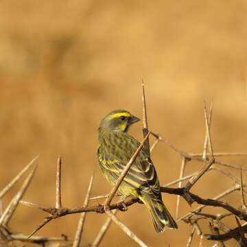 Image of Crithagra mozambica granti (Clancey 1957)