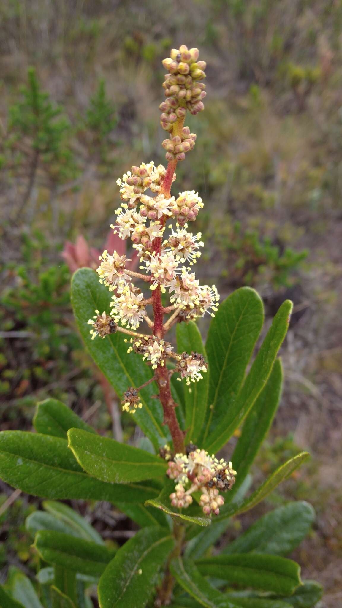 Oreopanax mutisianus (Kunth) Decne. & Planch.的圖片