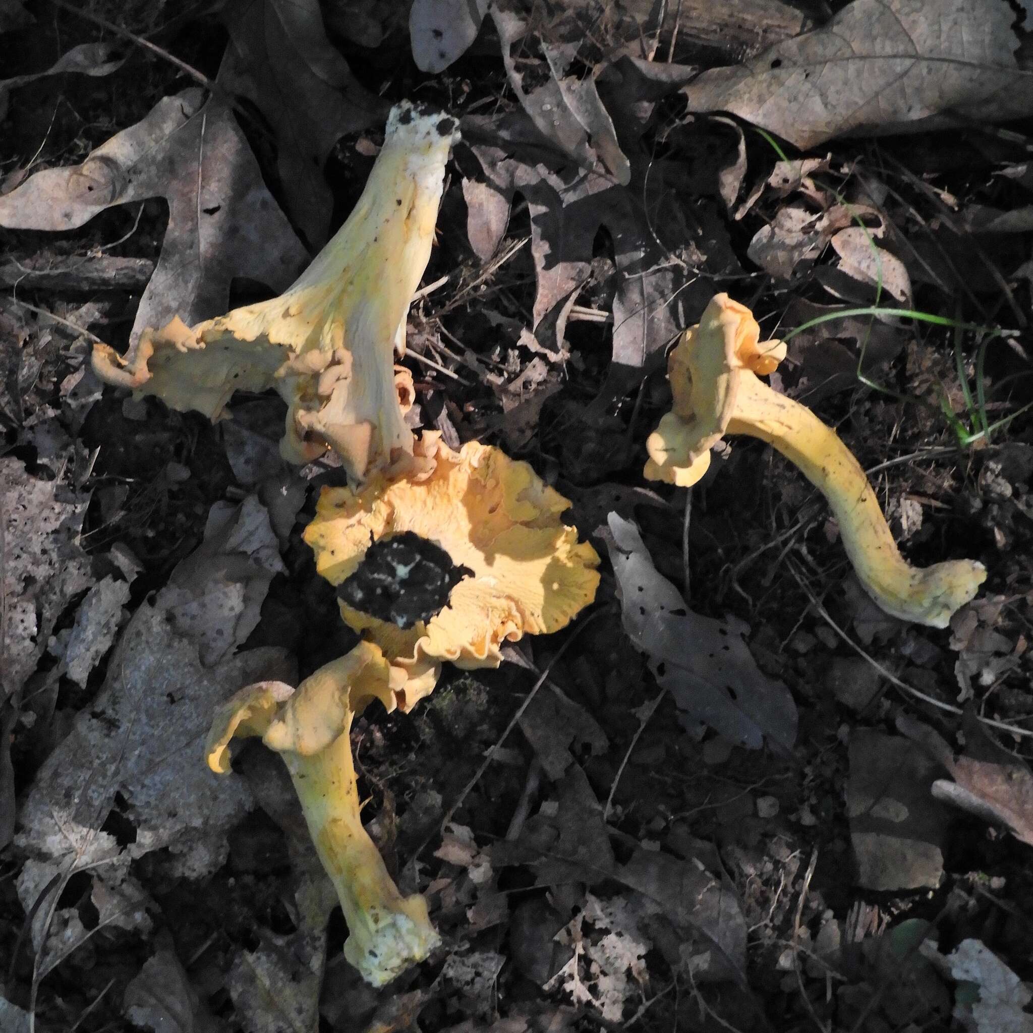 Image of Cantharellus lateritius (Berk.) Singer 1951