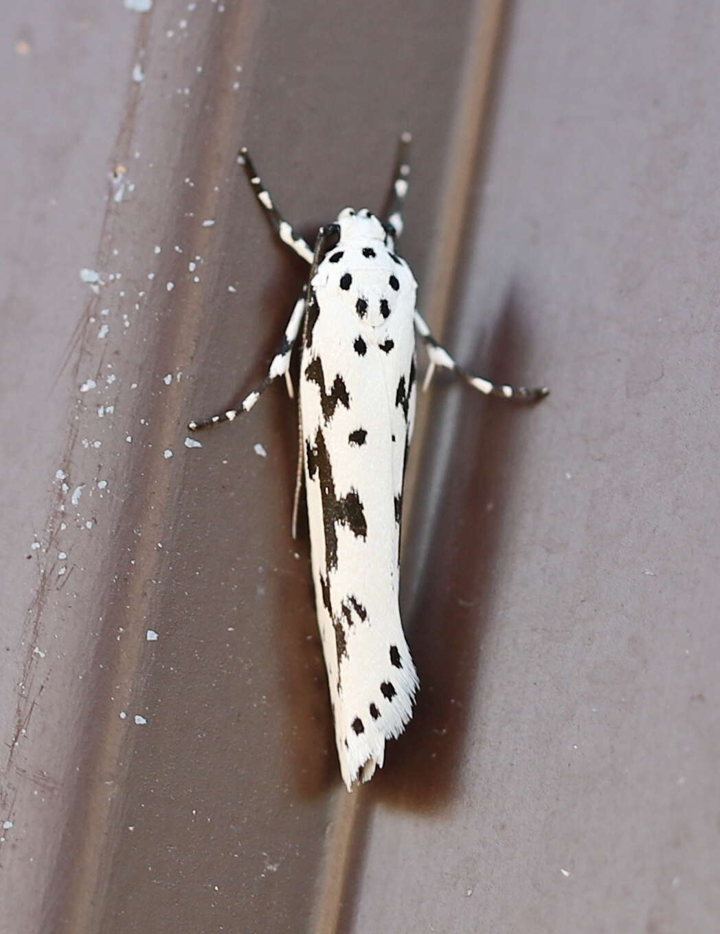 Image de Ethmia candidella Alphéraky 1908