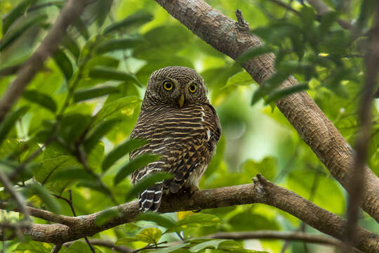 Image of Glaucidium cuculoides bruegeli (Parrot 1908)