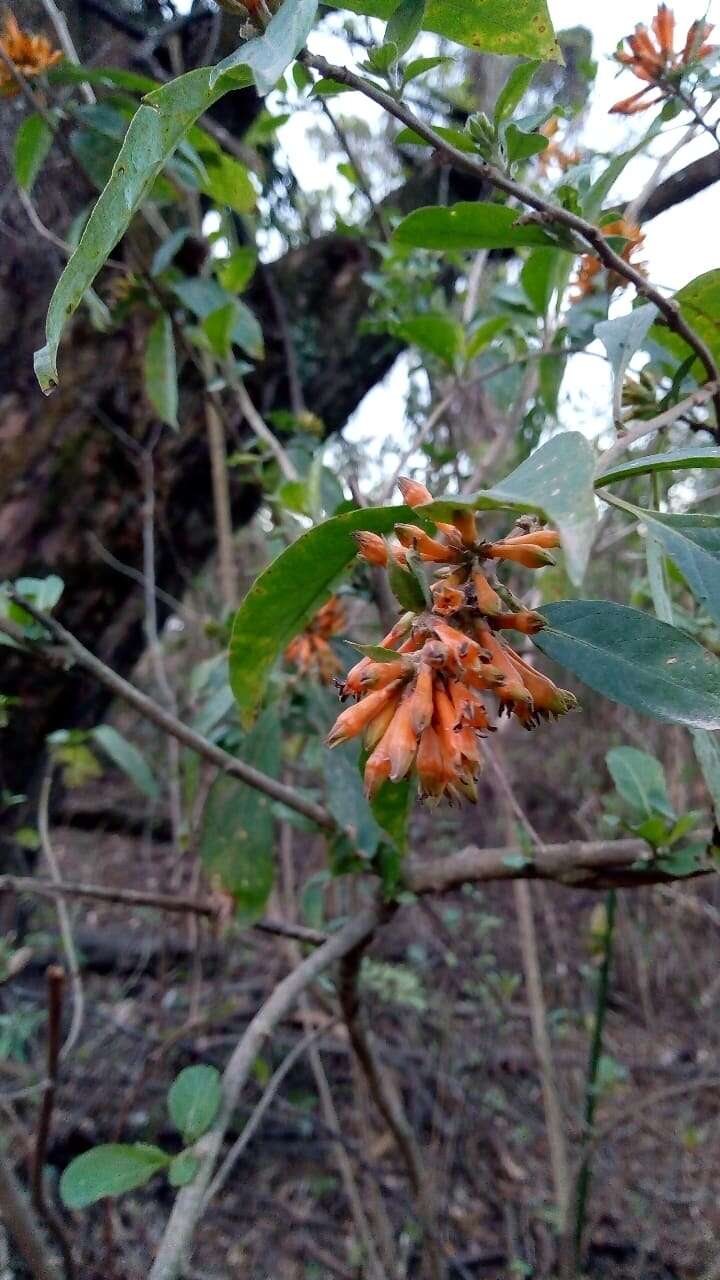 صورة Cestrum lorentzianum Griseb.