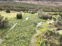 صورة Gunnera cordifolia (J. D. Hook.) J. D. Hook.